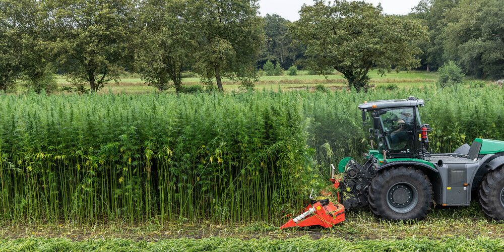 Kennismaken met vezelhennep door het zelf te telen