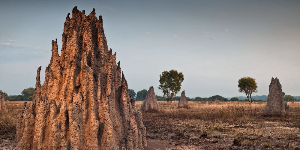 Ventileren als termieten of isoleren als een kameel met biomimicry